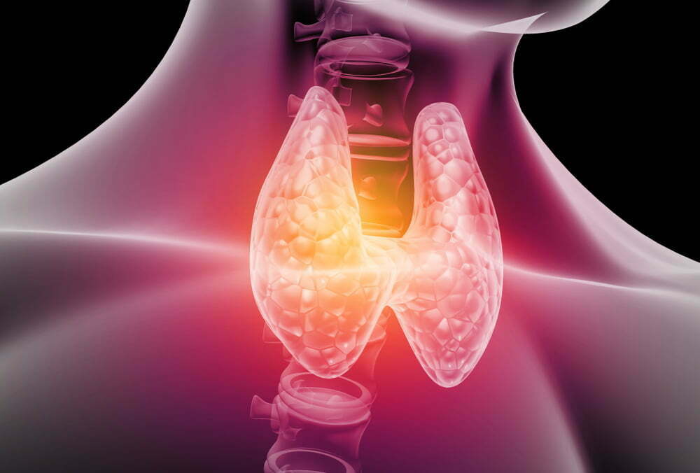 digital rendering of a human thyroid gland