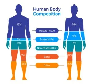 body composition